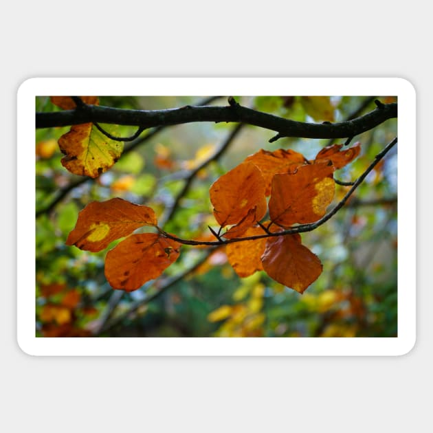 Colorful Autumn Leaves on Tree Branch Sticker by Harmony-Mind